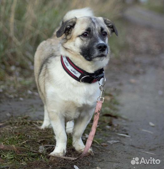 Коротколапик Джек в добрые руки