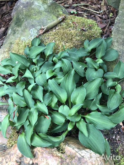 Хоста миниатюрная