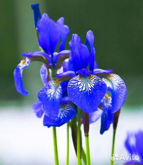 Садовые многолетники - арункус, ирис японский