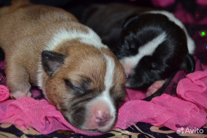 Английский стаффордширский бультерьер