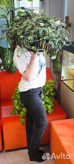 Куст сциндапсуса