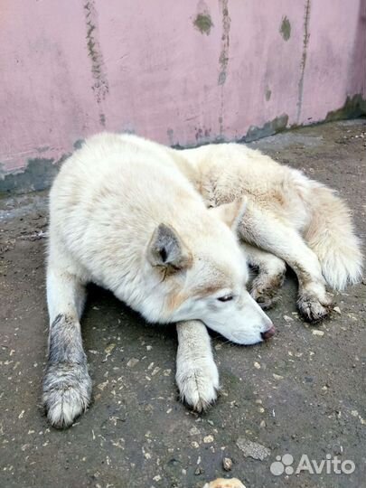 Найдена собака