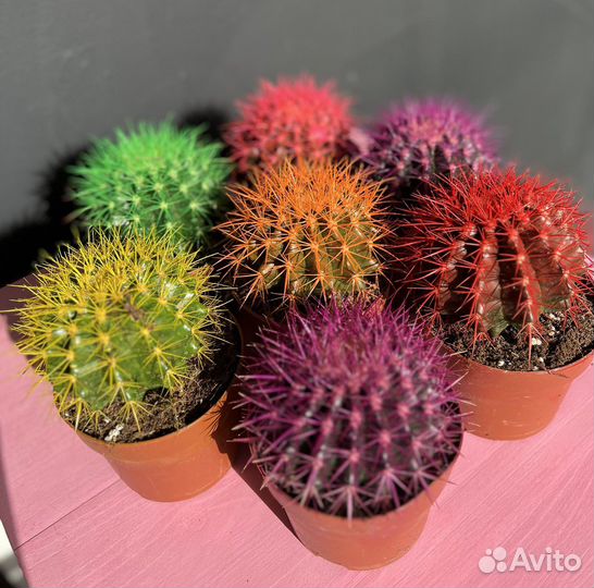Цветные кактусы