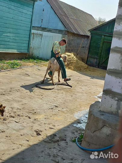 Нубийский козел