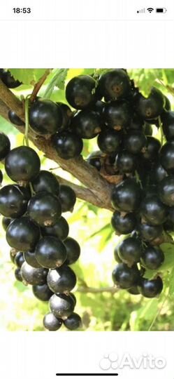 Крупная черная и красная смородина саженцы