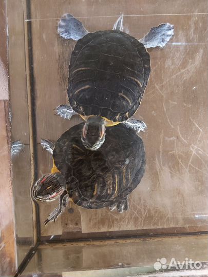 Красноухие черепахи