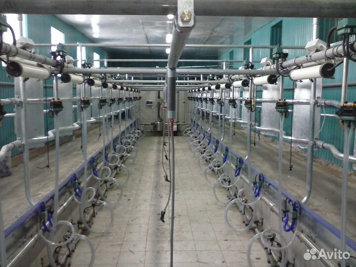 Доильный зал типа Ёлочка