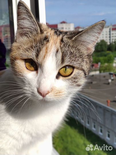 Кошка для вязки