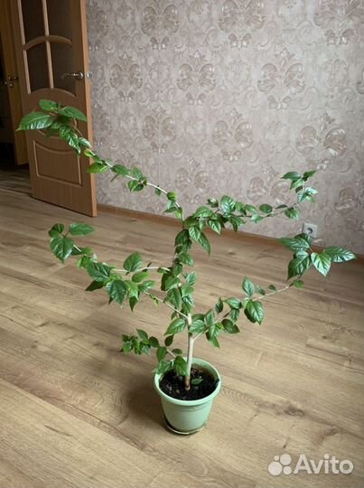 Гибискус китайская роза