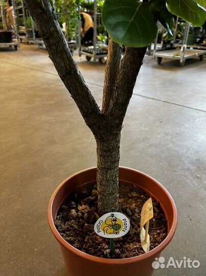 Фикус лирата разветвлённый H 150 см