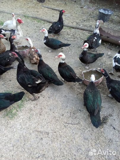 Домашние животные