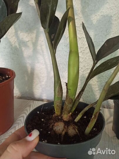 Замиокулькас черный равен