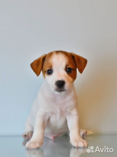 Джек рассел терьер мальчик