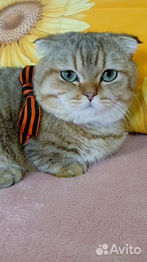 Два породистых котика для вязки