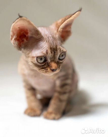 Котята девон-рекс