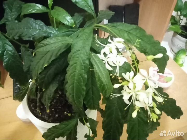 Комнатные растения цветы