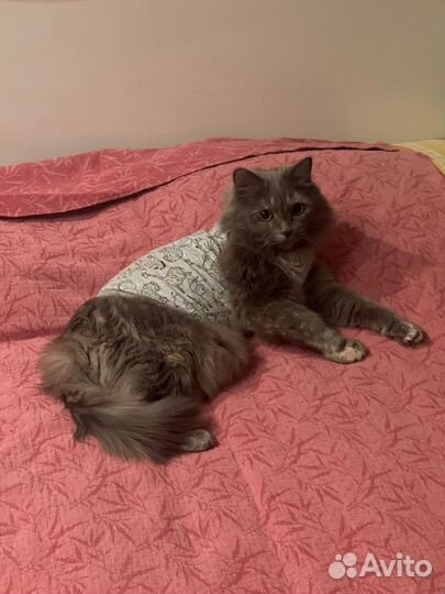 Кошка Сьюзи- очаровательная, ласковая девочка:)