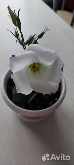 Эустома в горшке домашняя