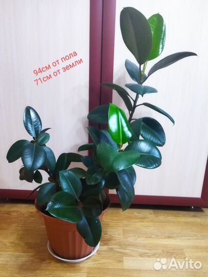 Комнатные цветы