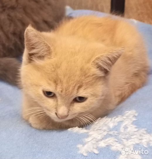 Кошка бесплатно