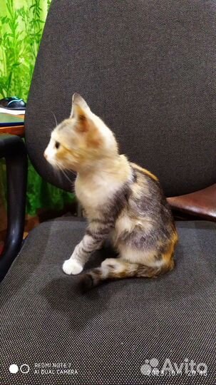 Котенок в добрые руки