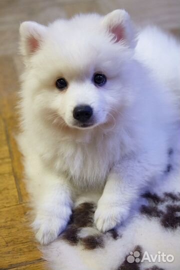 Японский шпиц вязка