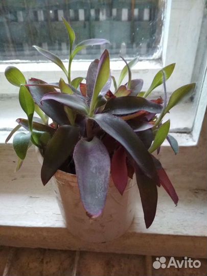 Комнатные растения