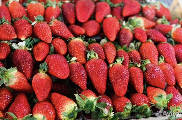 Греция кинг 5,5 кг