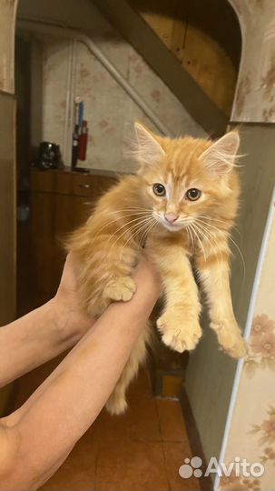 Кошка и кот