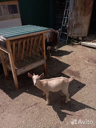 Козочки. Ламанча + Чешская