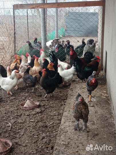 Куры домашние