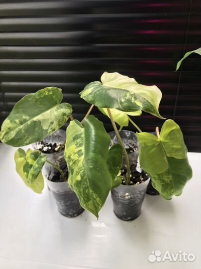 Кобра белая,Бурле Макс,Тай Санрайз,принцесса б