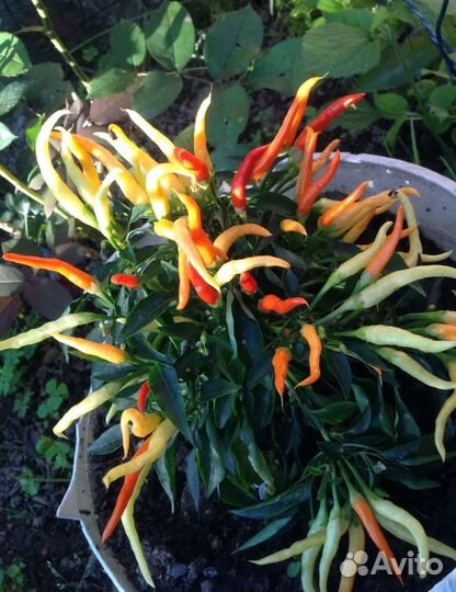 Перец декоративный Медуза