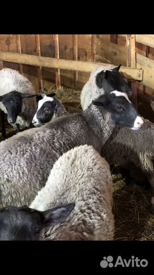 Продам баранов