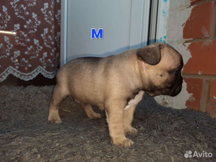 Щенки французкого бульдога