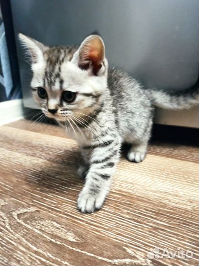 Шотландские прямоухие котята