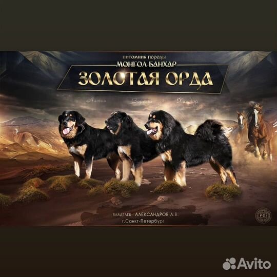 Щенки Банхара