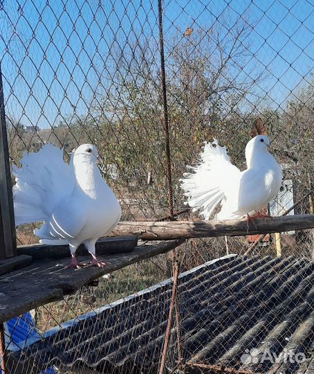Продажа голубей