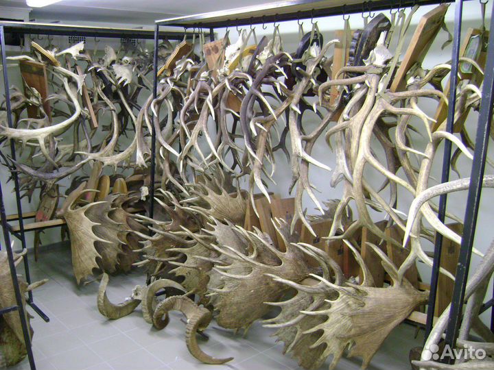 Рога Лося Оленя Марала