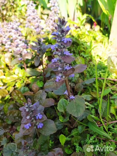 Живучка ползучая