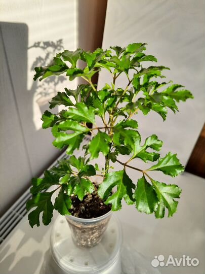 Комнатные цветы полисциас