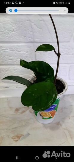 Хоя, филодендрон, бегония, замиокулькас