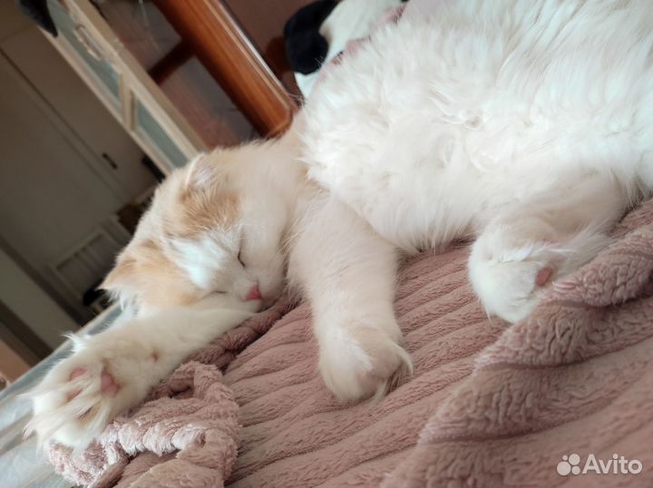 Котик на вязку