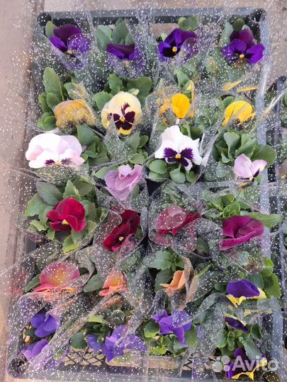 Горшочные цветы