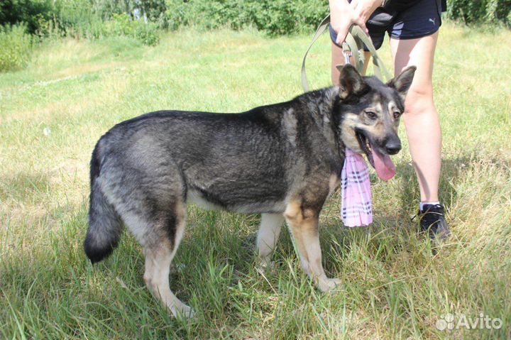 Собака в добрые руки, Ариэль