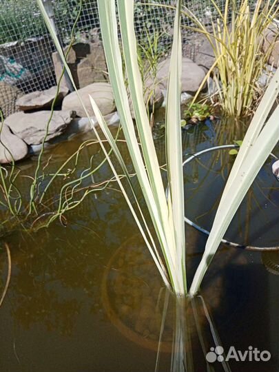 Растения для пруда