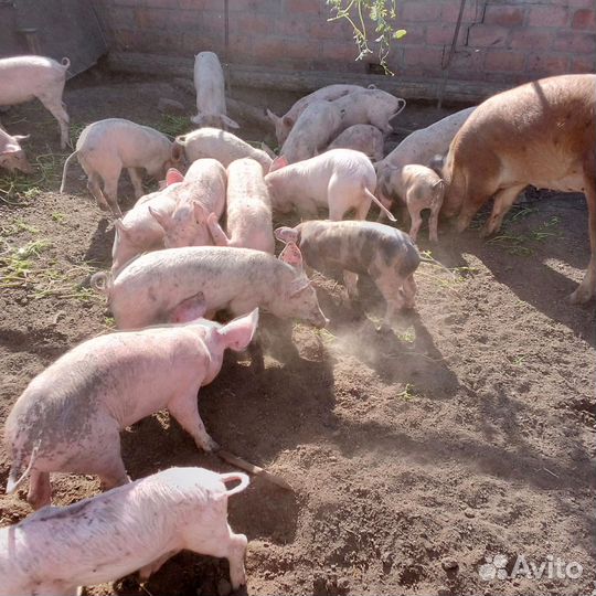 Поросята