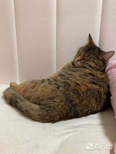 Няня для кошки