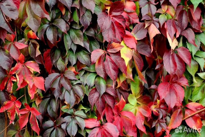 Девичий виноград- декоративная лиана