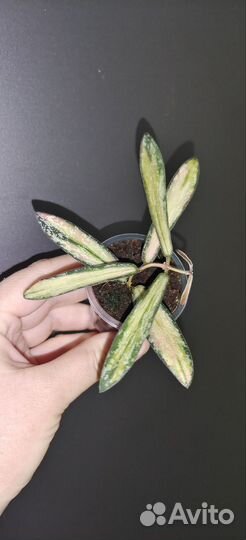 Хойя новинки